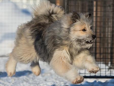 Сургутский пес по кличке Вольт дарит свою шерсть и тепло бойцам на СВО